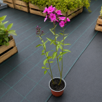 Flox metlinatý (Phlox paniculata) 'Sweet Summer Fragrance'® - kont. C1L